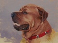 Oil painting of rottweiler/mastiff cross called Spartacus